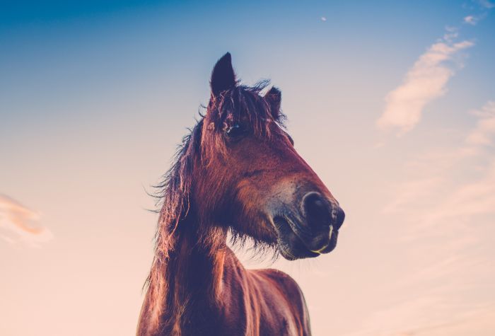 Картинка лошадь красивое фото на фоне неба
