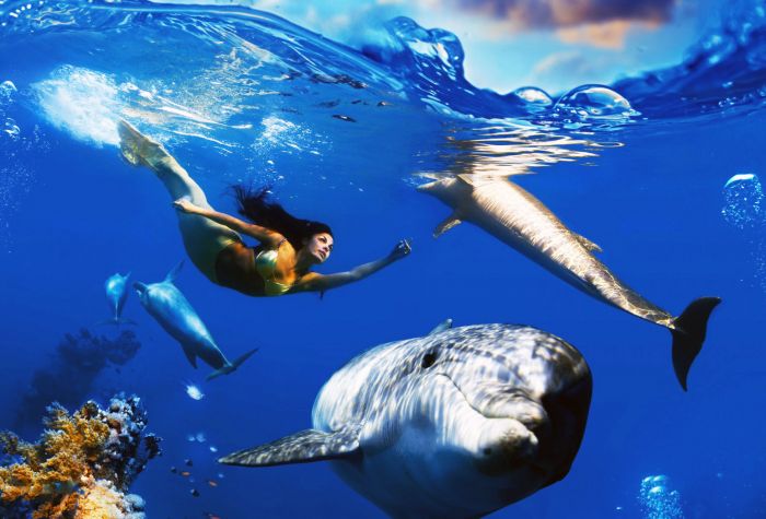 Картинка девушка русалка плавает с дельфинами в океане