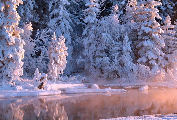 Картинка зимний лес фото деревьев в снегу