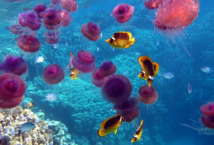 Картинка медузы и рыбы плавают рядом с кораллами