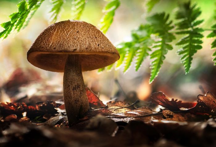 Картинка гриб, осенняя листва, зеленые ветки в лесу