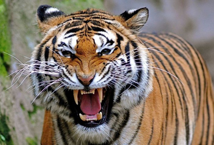 Картинка злобный оскал тигра, хищник, животное