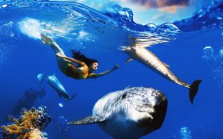 девушка русалка плавает с дельфинами в океане