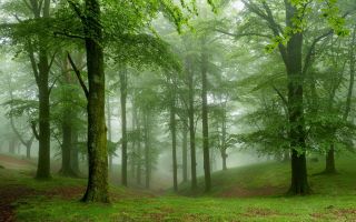 зеленый лес, трава, туман