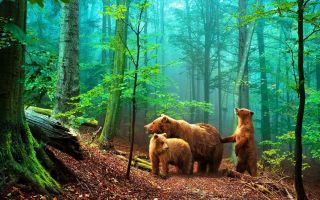 медведи гуляют в дремучем лесу