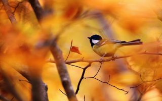 птичка синичка на ветке среди желтых листьев
