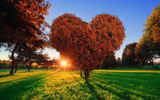 дерево в виде сердца, летний парк на закате