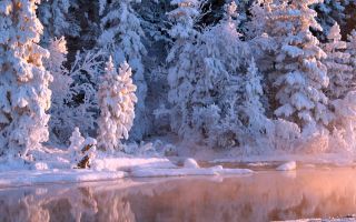 зимний лес фото деревьев в снегу