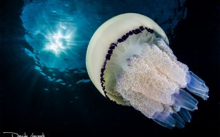 большая медуза возле поверхности воды