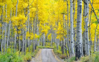 березовый лес, роща, дорога, осень, желтые деревья