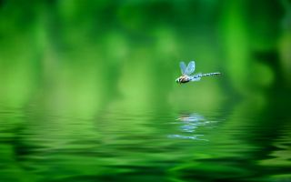 стрекоза летит над водой на фоне зеленой природы