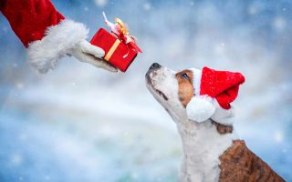Дед Мороз дарит подарок собаке в новогодней шапке