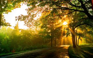 дорога через лес, яркие лучи солнца сквозь зеленые деревья