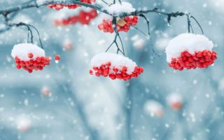 снег на ветках и ягодах рябины, зима, падает снег