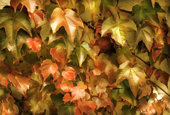 Картинка живопись красивые пожелтевшие листья плюща