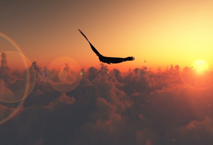 Картинка орел парит над облаками на закате солнца