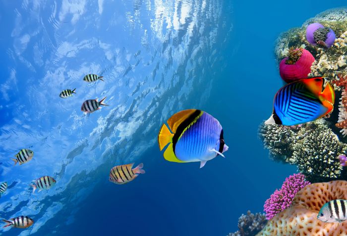 Картинка красивые рыбки плавают возле кораллов