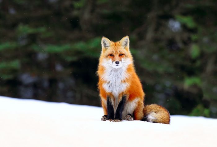 Картинка лиса зимой на снегу сидит возле леса