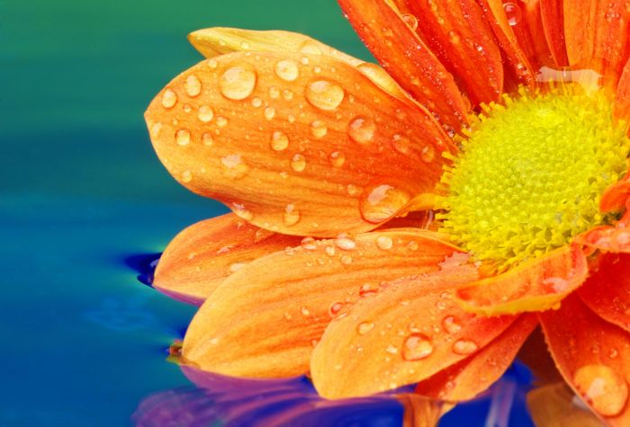 Картинка фото яркий оранжевый цветок в капельках воды