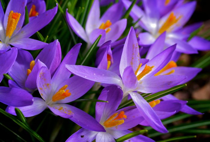 Картинка красивые весенние цветы крокусы, шафран