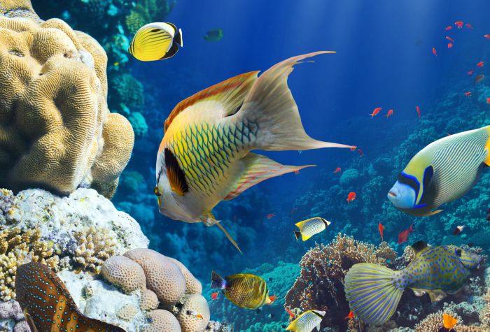 Картинка коралловые рифы, рыбы под водой, океан