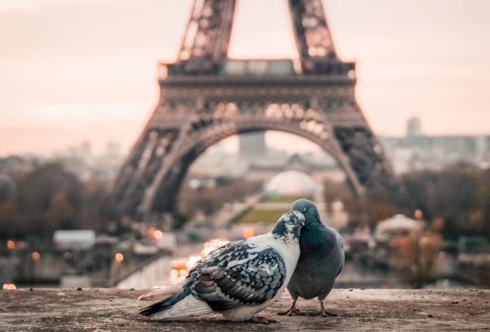 Картинка влюбленные голуби на фоне Эйфелевой башни в Париже