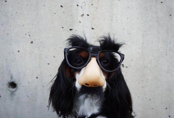 Картинка собака в маске очки с носом, прикол