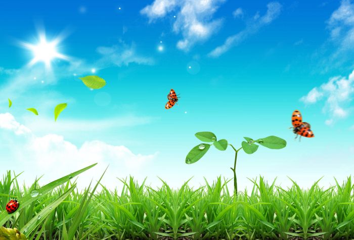Картинка весна, природа, зеленая трава, растения, небо, божьи коровки