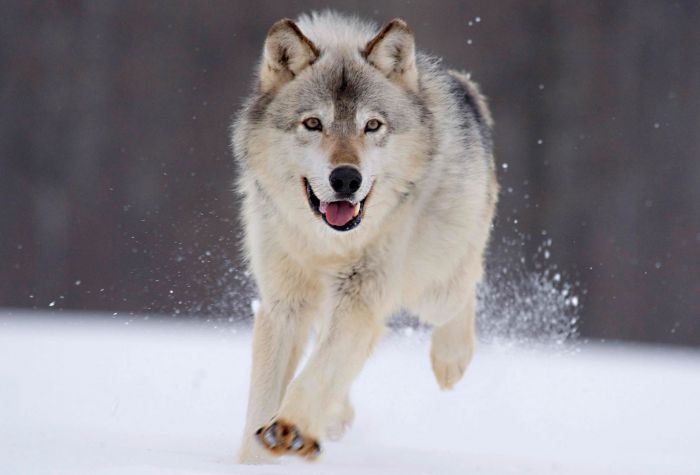 Картинка волк бежит по снегу