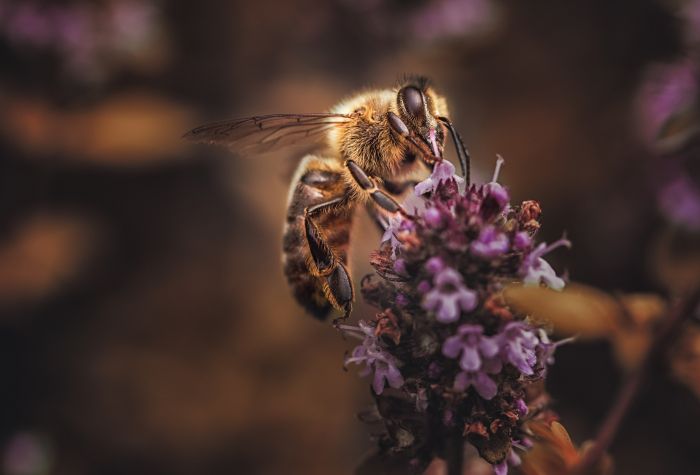Картинка пчела опыляет цветы лаванды, макро фото