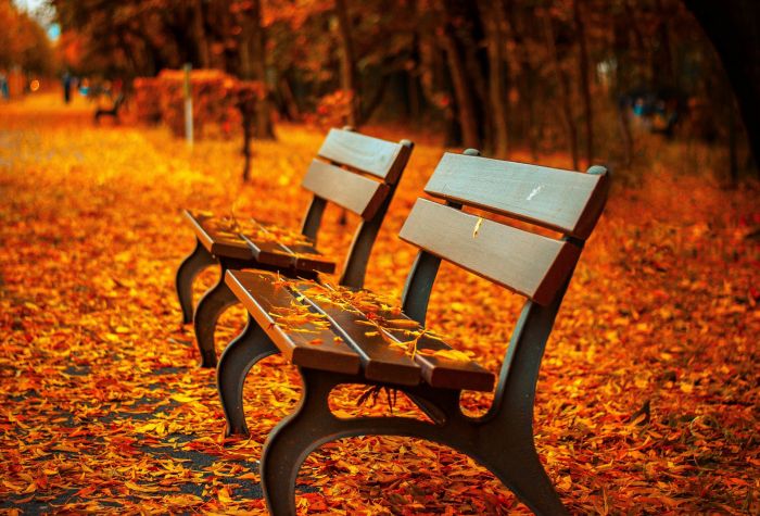 Картинка золотая осень в парке, лавочки, осенние желтые листья