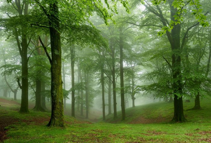 Картинка зеленый лес, трава, туман
