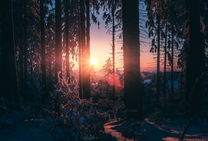 Картинка лес, зима, снег, закат солнца