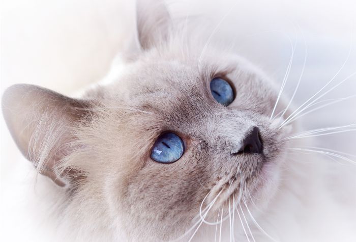 Картинка белый кот с голубыми глазами