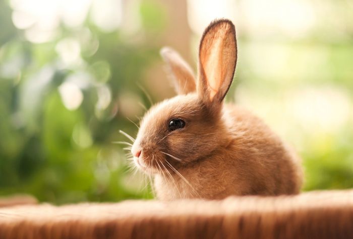 Картинка красивый маленький кролик, заяц, фото с эффектом боке