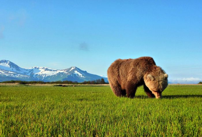 Картинка медведь на зеленой поляне на фоне гор и чистого неба