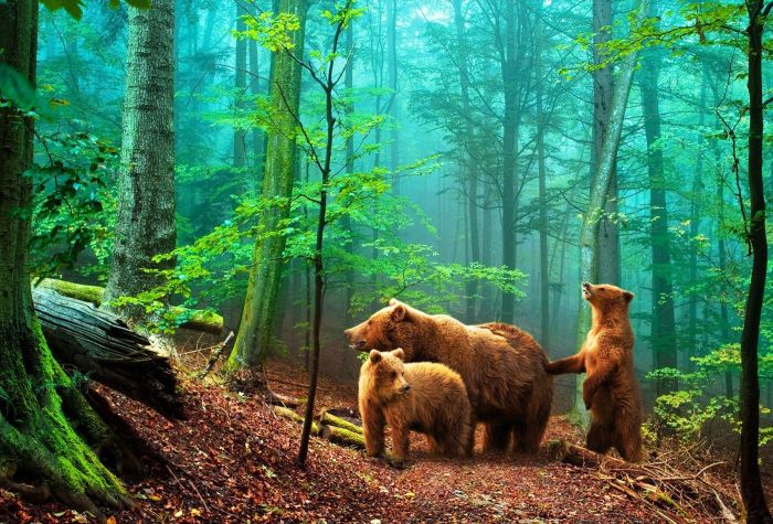 Картинка медведи гуляют в дремучем лесу