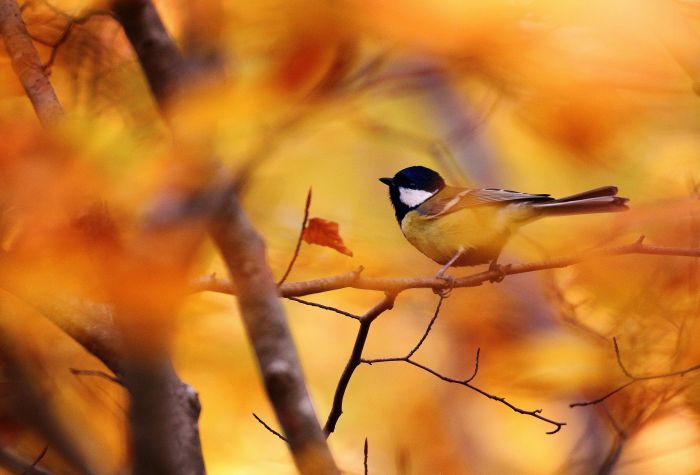 Картинка птичка синичка на ветке среди желтых листьев