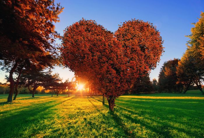 Картинка дерево в виде сердца, летний парк на закате