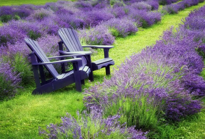 Картинка красивый лавандовый сад с креслами для отдыха