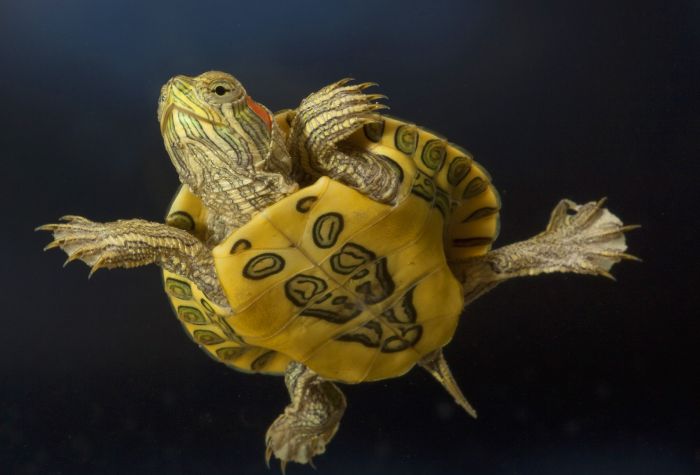 Картинка маленькая черепаха, черепашонок фото крупным планом