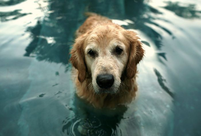 Картинка мокрая собака сидит в воде