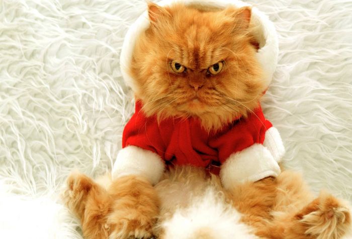 Картинка смешной, злой кот в новогоднем костюме