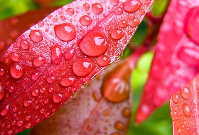 Картинка капли на красных листьях растения, макро фото