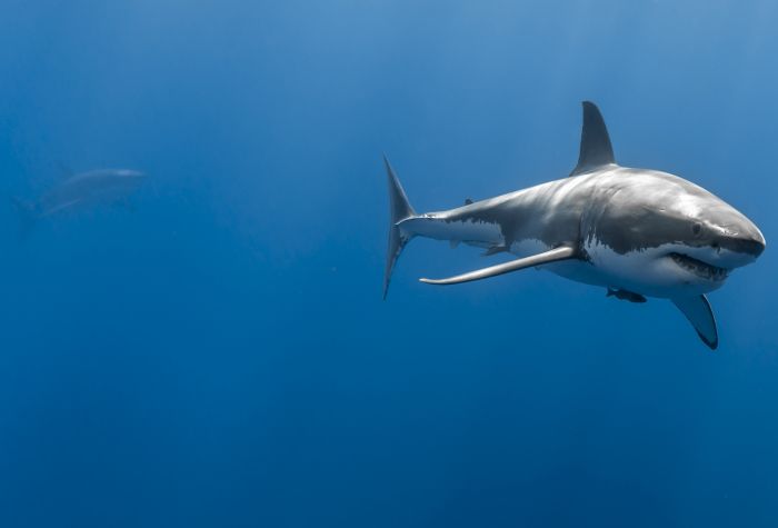 Картинка крупная белая акула плывет в океане