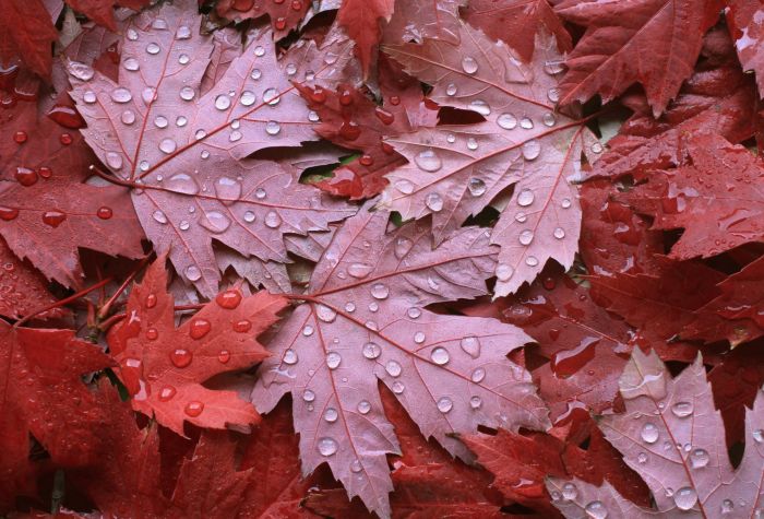 Картинка осенние, опавшие, мокрые кленовые листья