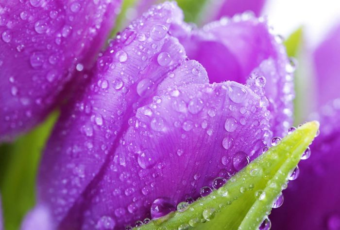 Картинка цветы,фиолетовые тюльпаны, капельки воды, роса