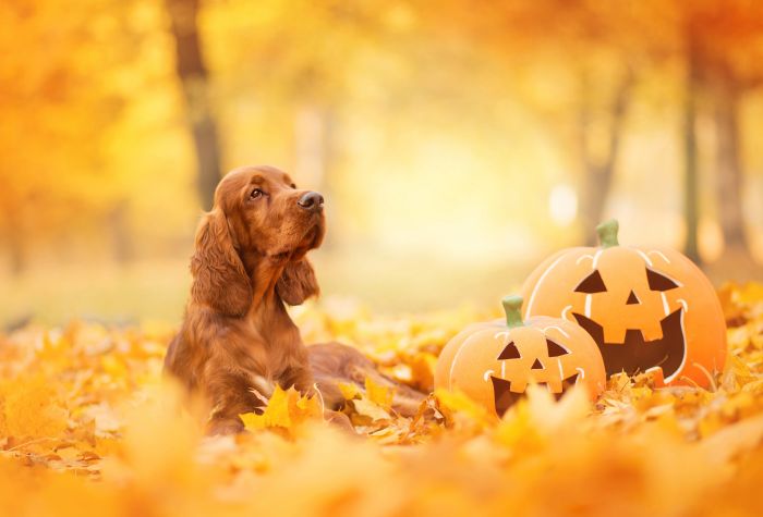 Картинка собака, тыквы хэллоуин, желтые осенние листья