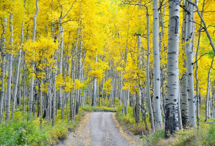 Картинка березовый лес, роща, дорога, осень, желтые деревья