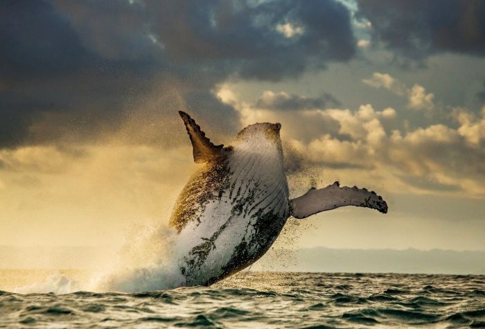 Картинка кит выпрыгивает из воды